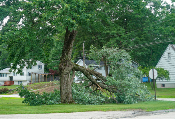 Best Stump Grinding and Removal  in Nolanville, TX