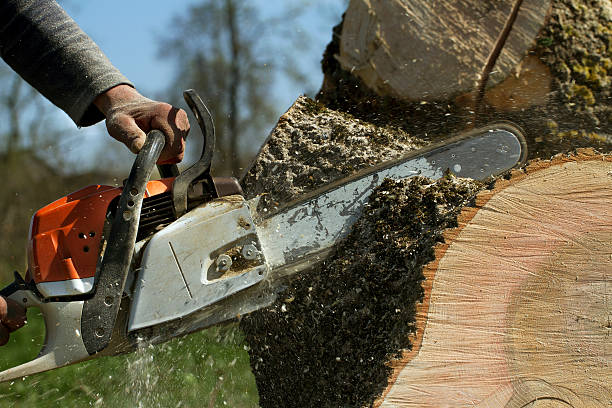 Trusted Nolanville, TX Tree Services Experts